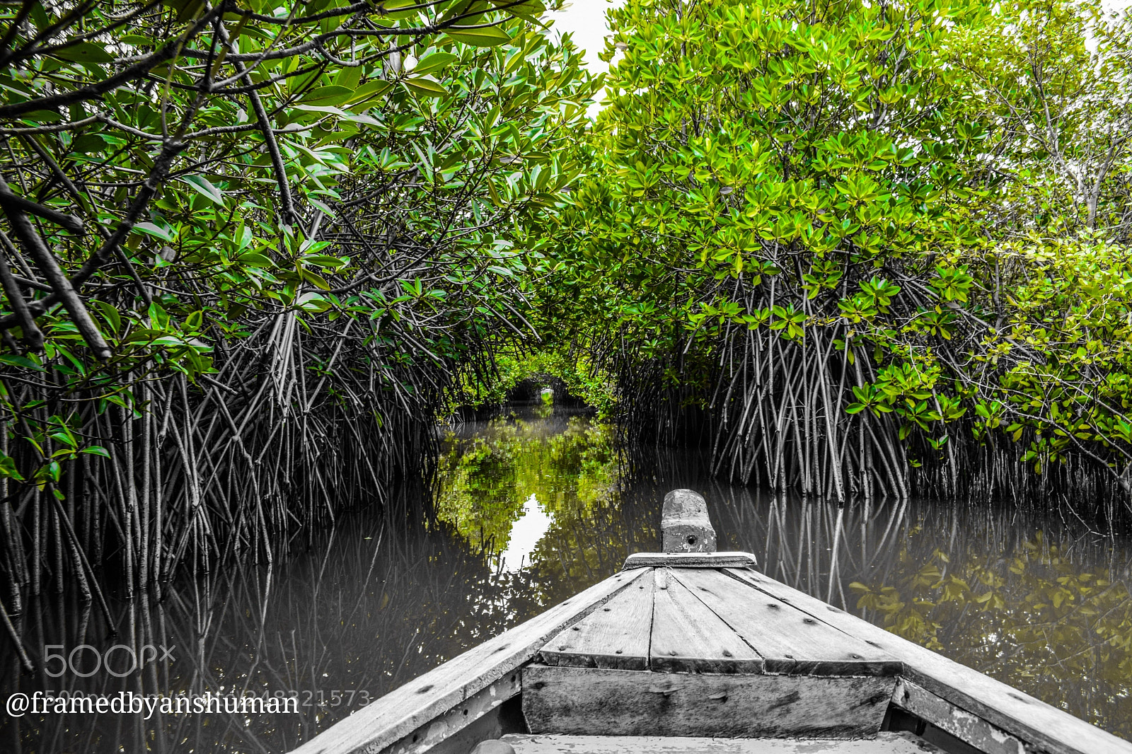 Nikon D5300 sample photo. Through the mangroves photography