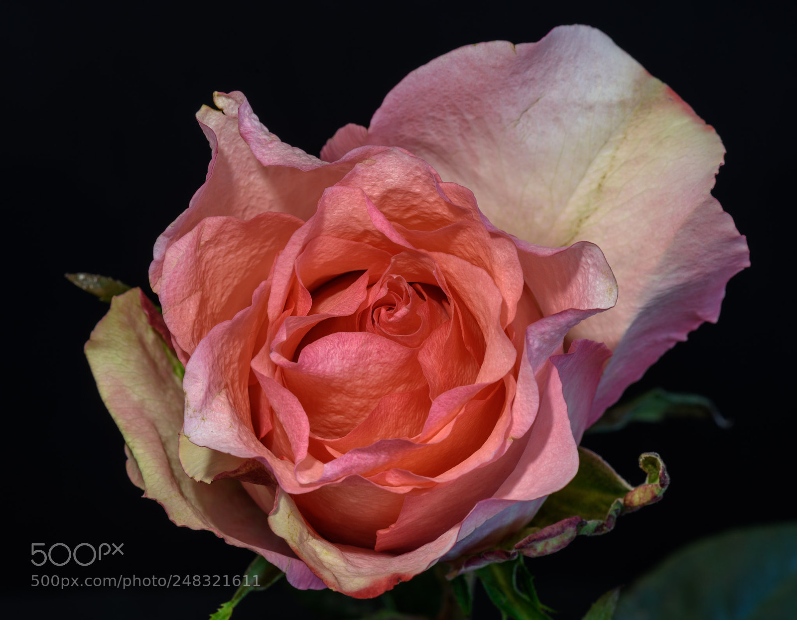 Nikon D810 sample photo. Rose photography
