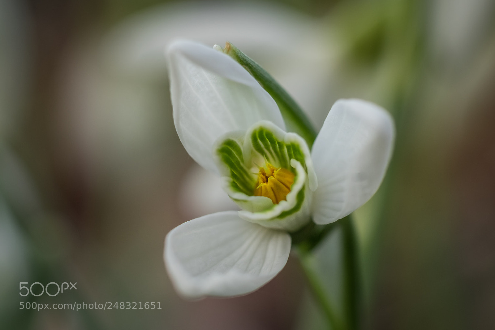Fujifilm X-T1 sample photo. Snowdrop inside view photography