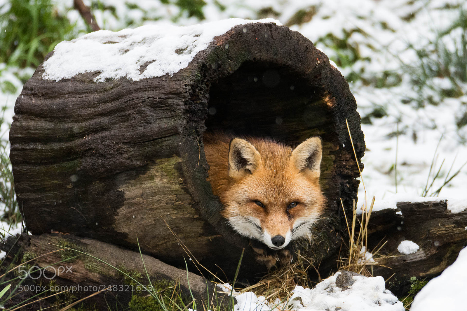 Nikon D7200 sample photo. Renard photography