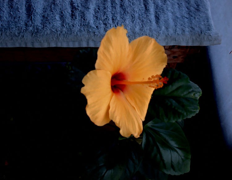 HP PHOTOSMART E317 sample photo. Yellow hibiscus photography