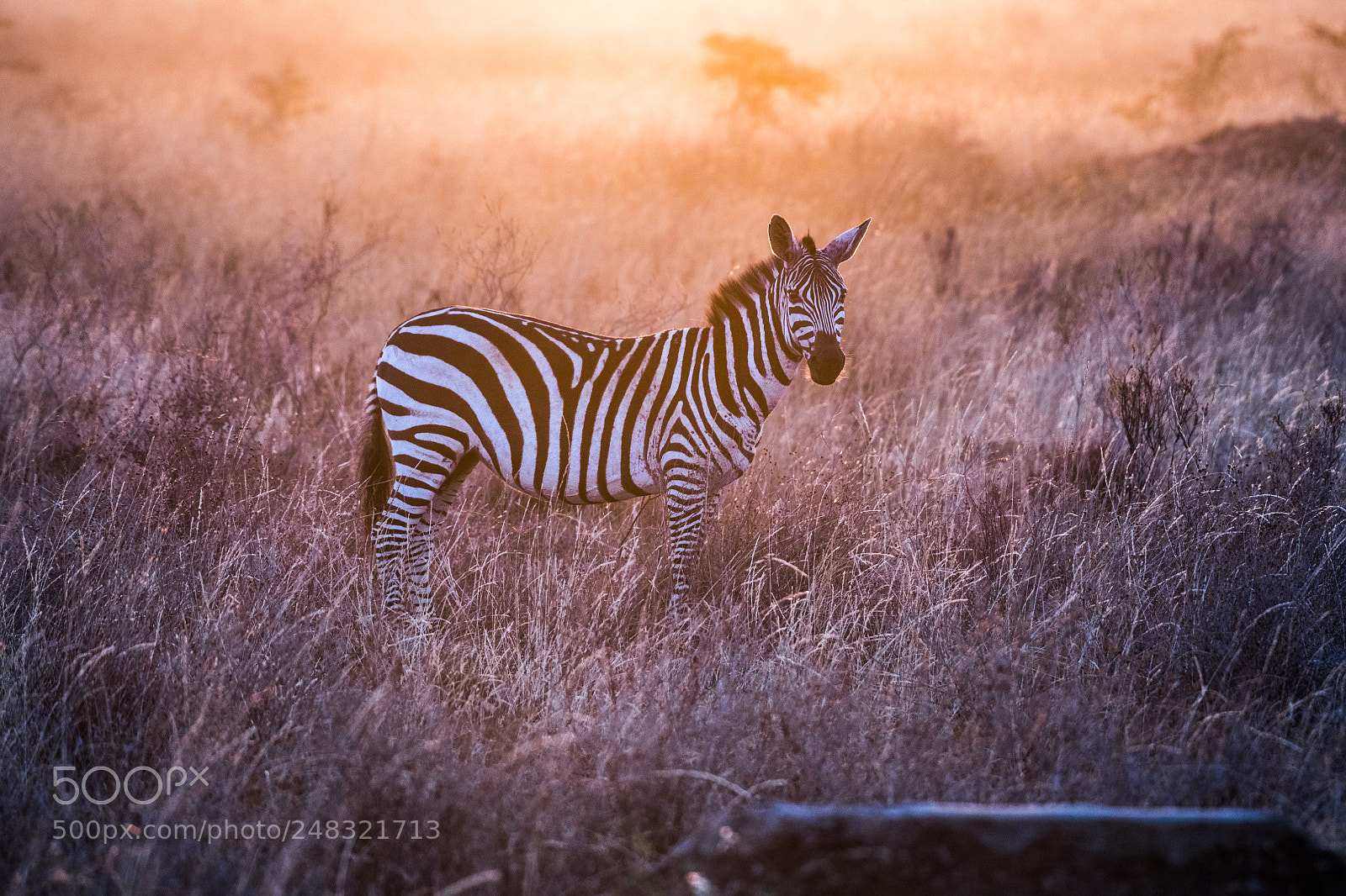 Nikon D850 sample photo. Earned stripes photography