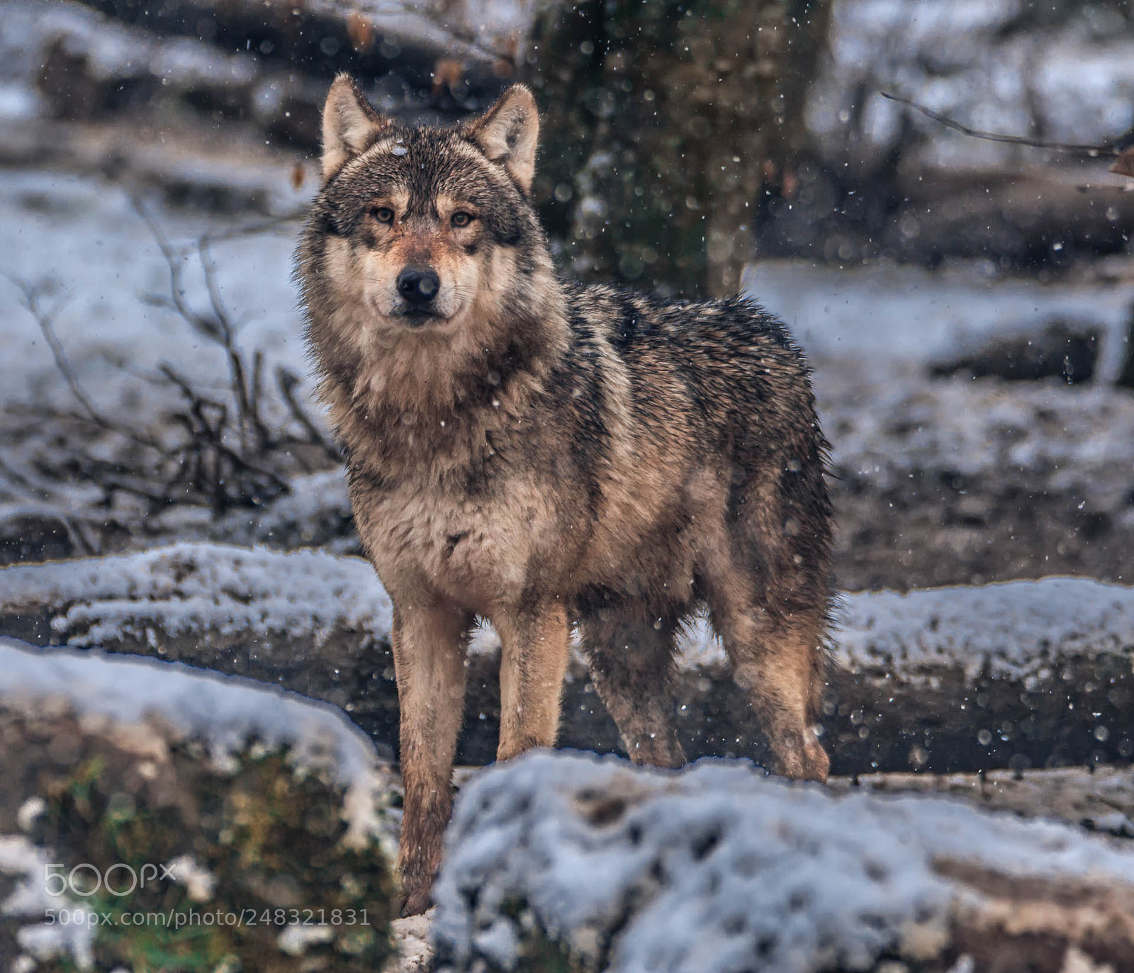 Nikon D7200 sample photo. Loup photography