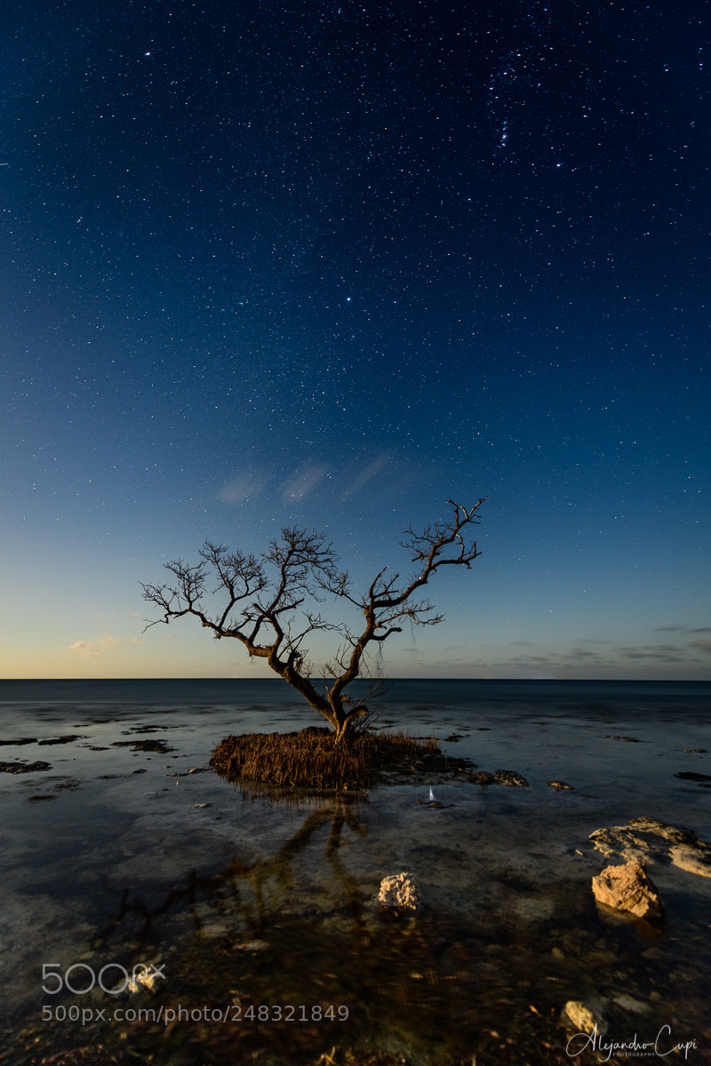 Nikon D850 sample photo. Survivor photography
