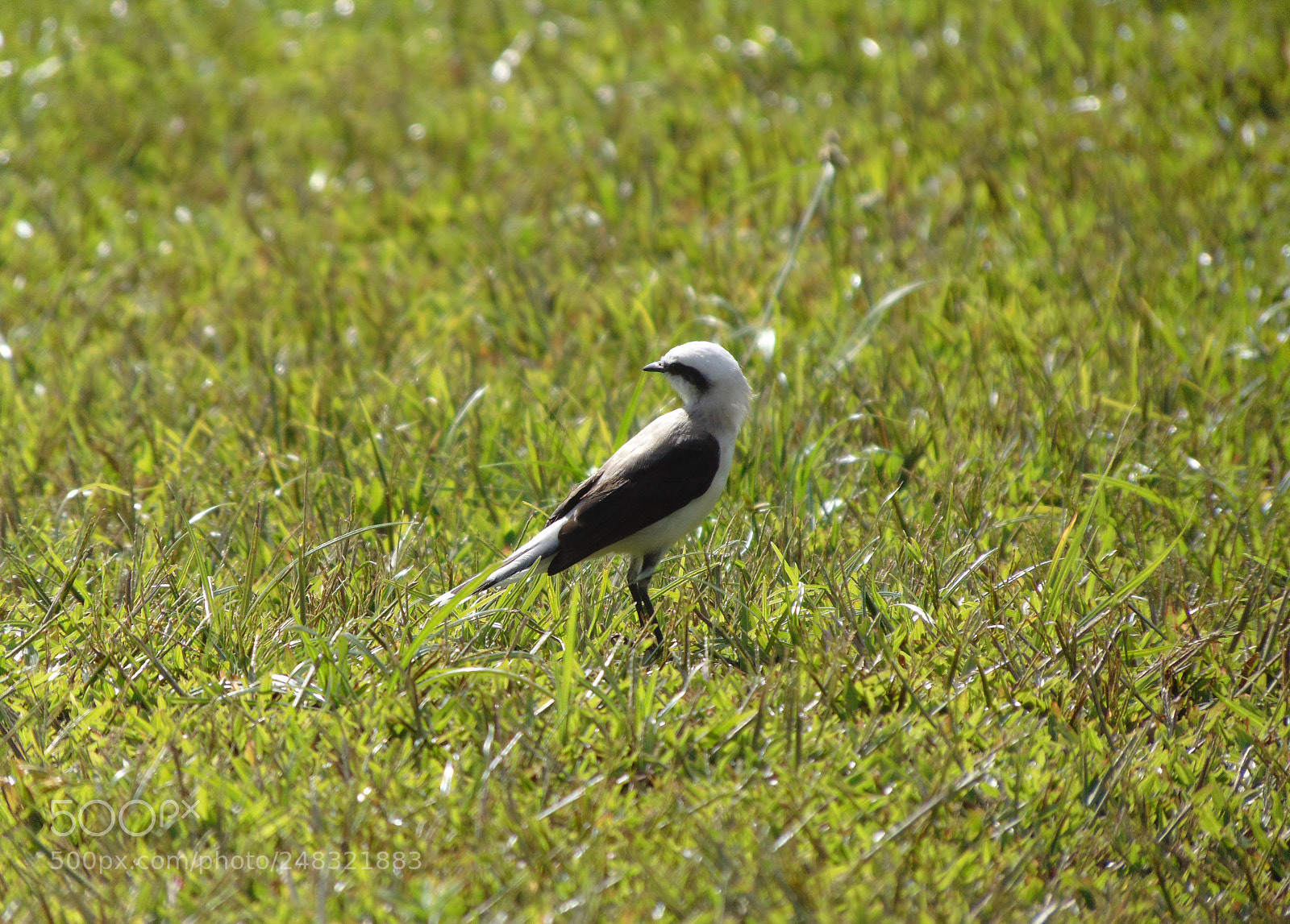 Sony Cyber-shot DSC-H300 sample photo. Bird photography