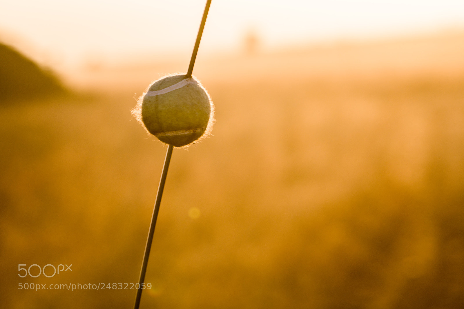 Nikon D850 sample photo. Skewered photography