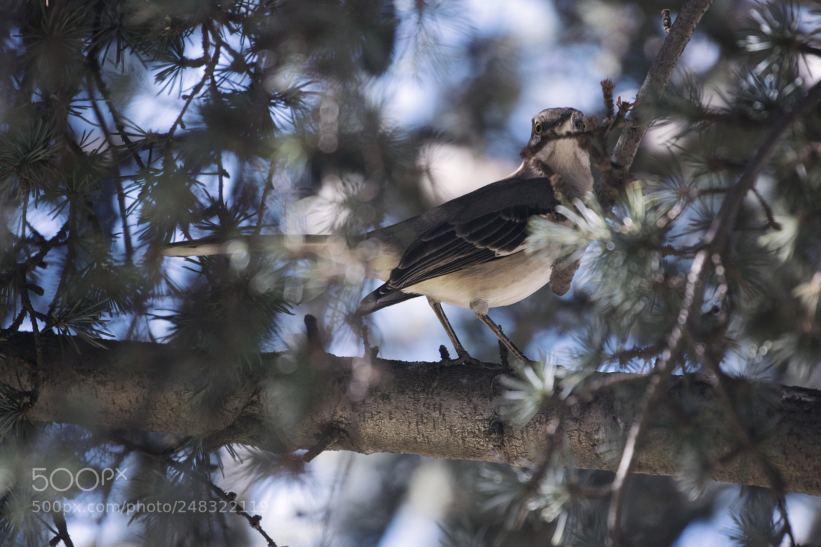 Canon EOS 750D (EOS Rebel T6i / EOS Kiss X8i) sample photo. Bird in tree photography