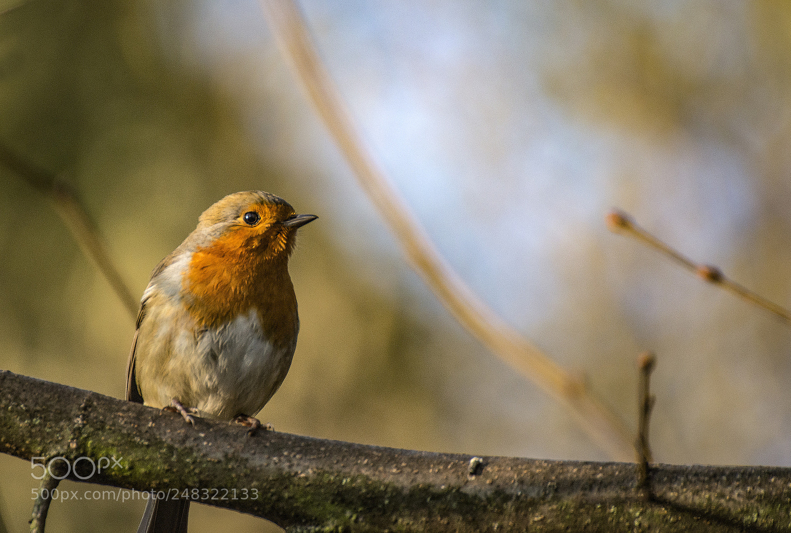 Nikon D610 sample photo. Just a little bird photography