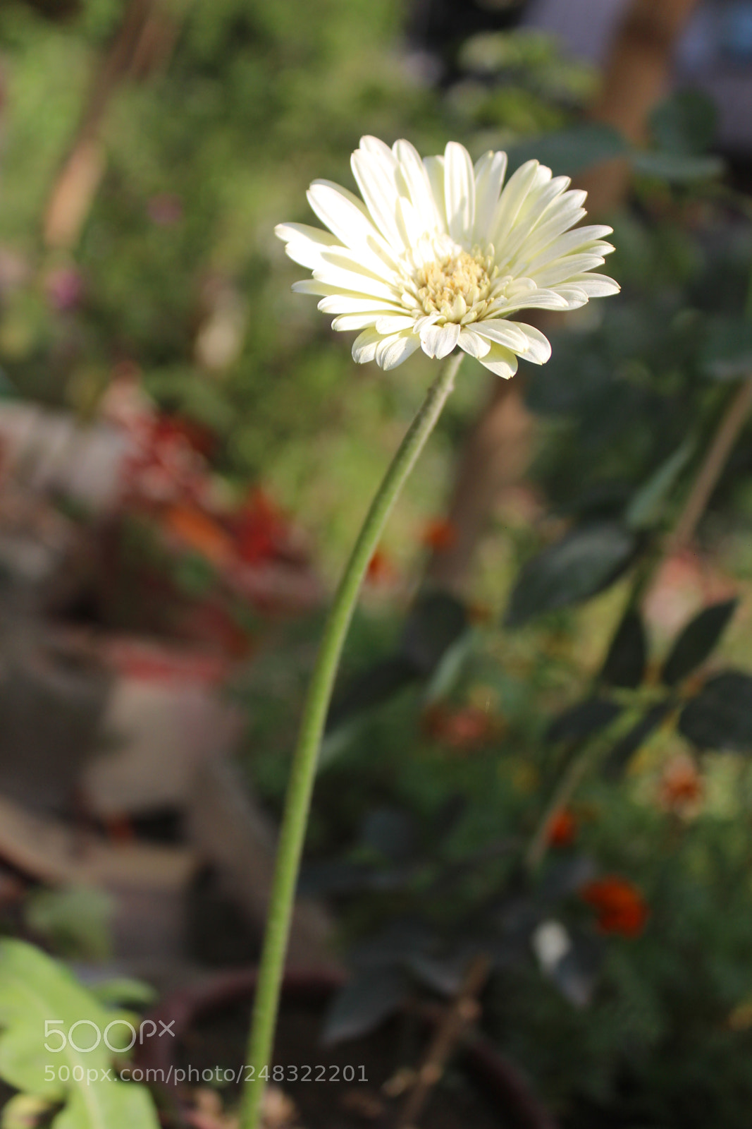 Canon EOS 700D (EOS Rebel T5i / EOS Kiss X7i) sample photo. Untitled photography