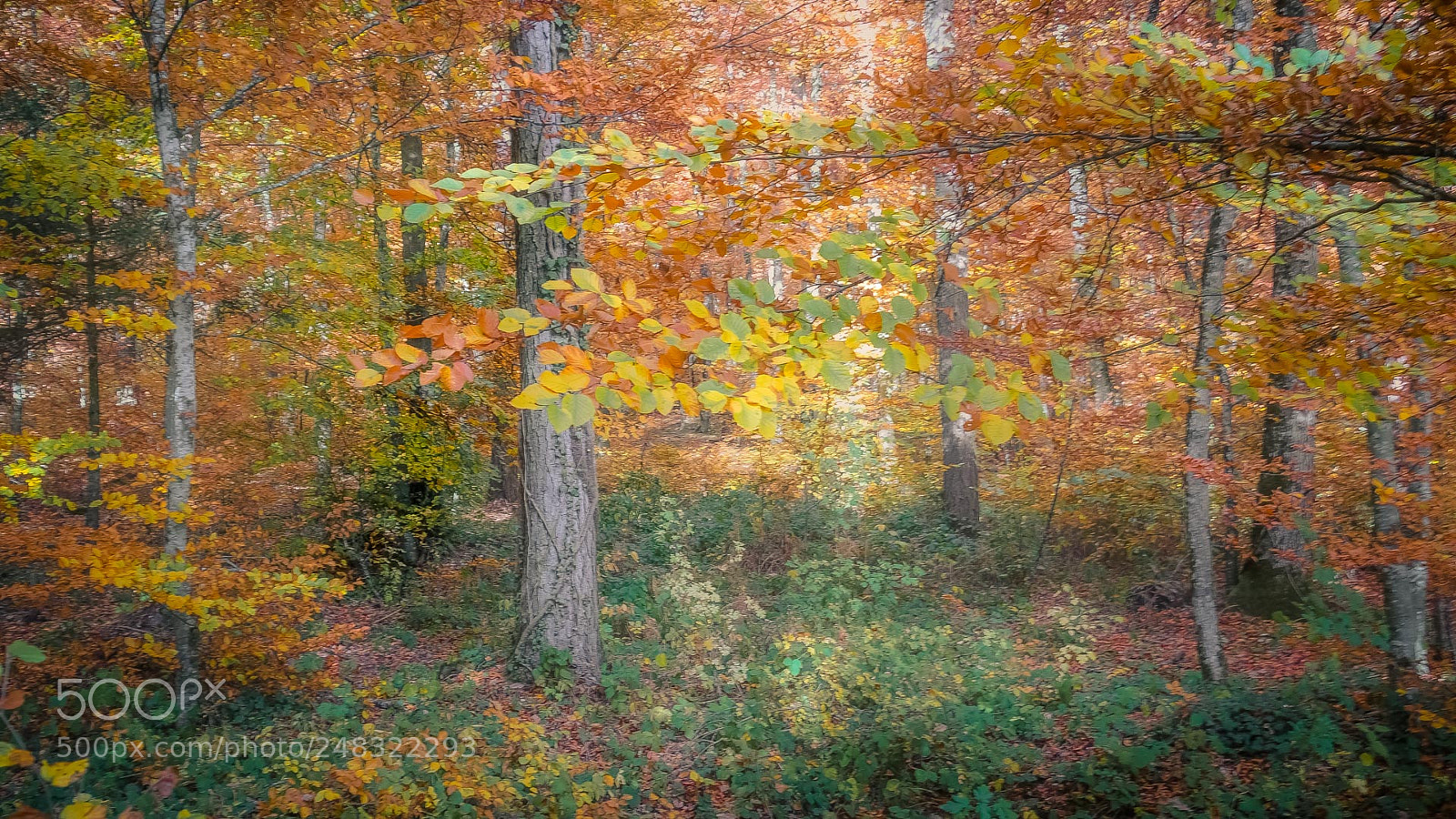Sony Cyber-shot DSC-RX100 II sample photo. Lost in the forrest photography