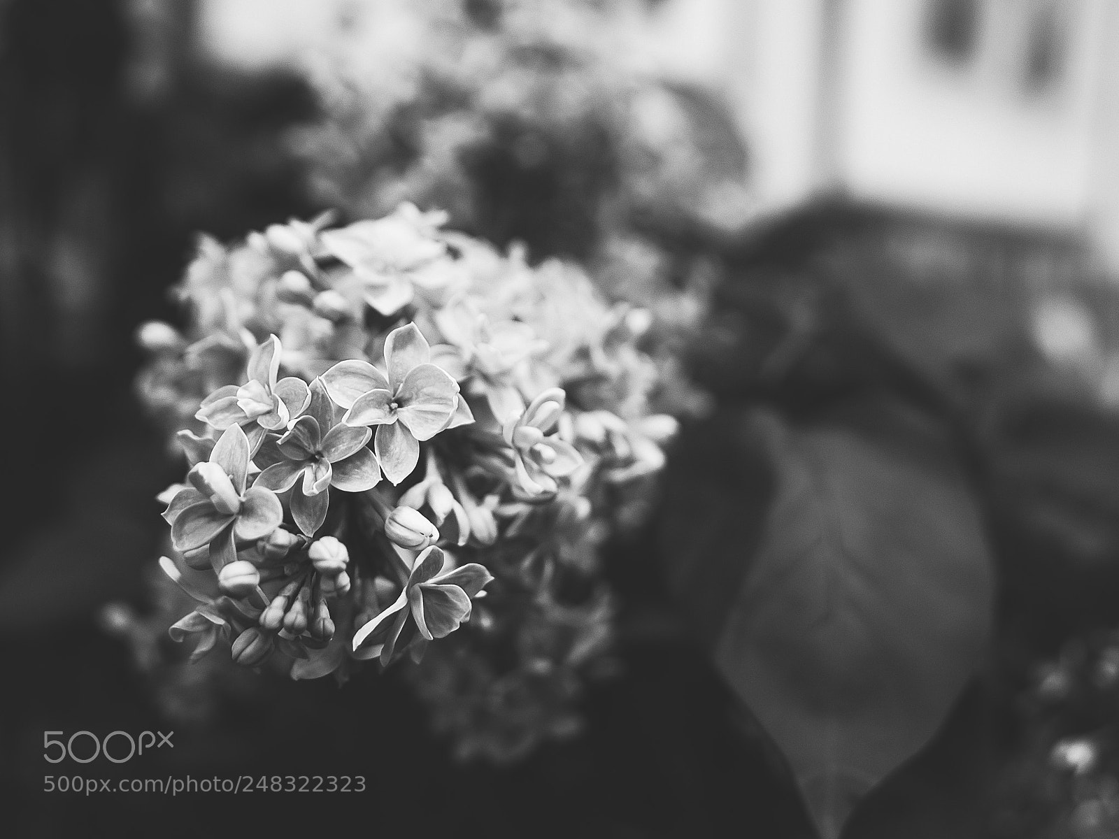 Nikon D610 sample photo. Black and white spring photography