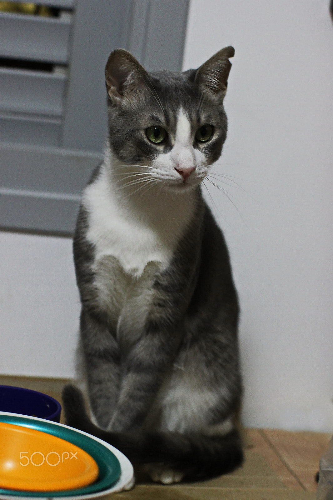 Canon EOS 500D (EOS Rebel T1i / EOS Kiss X3) sample photo. A worried cat... photography