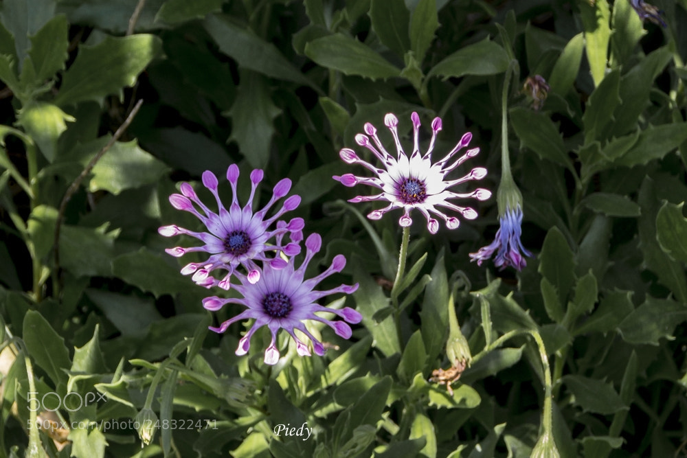Canon EOS 60D sample photo. Mg photography
