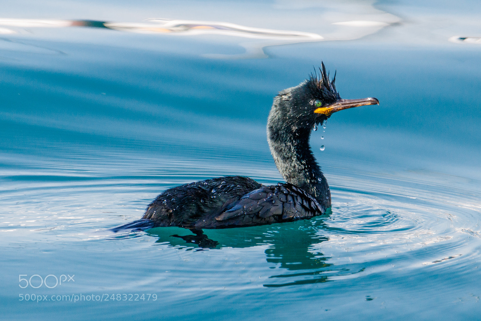 Canon EOS 80D sample photo. European shag photography