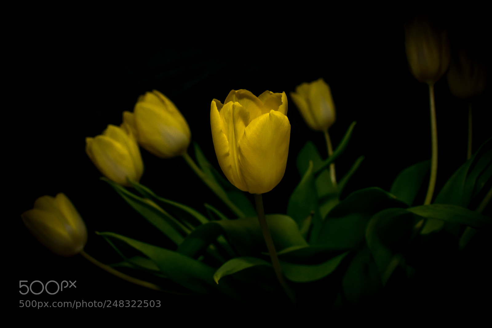 Nikon D5300 sample photo. Tulips in the pot photography