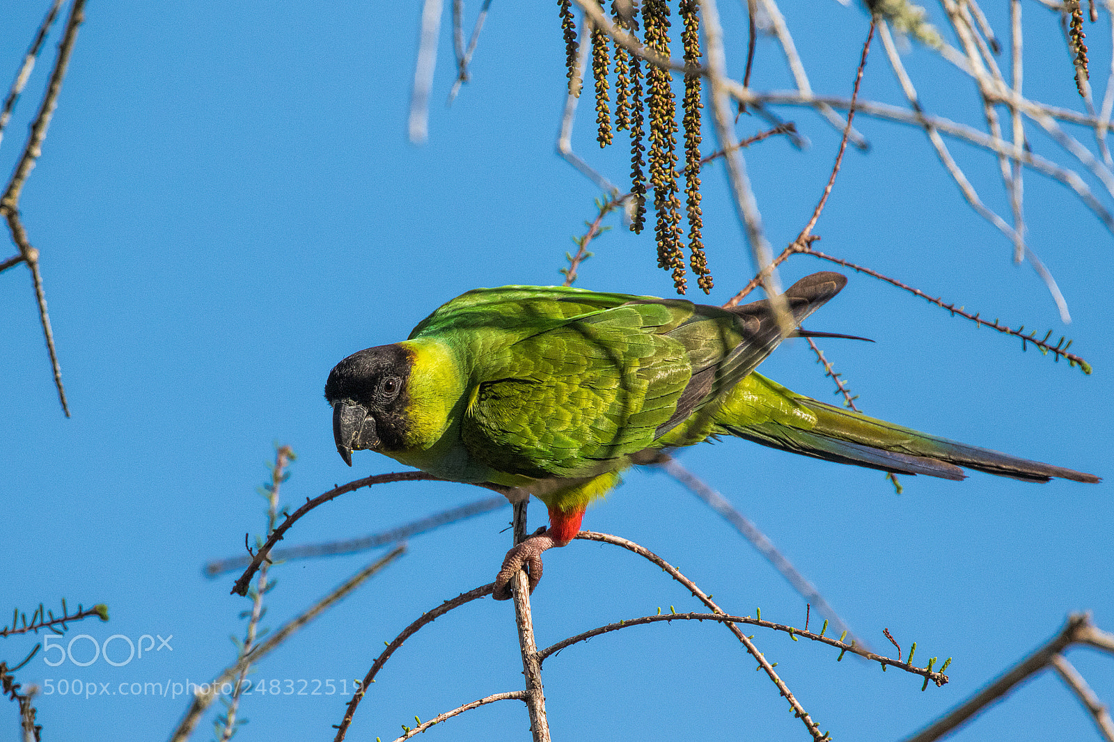Canon EOS 7D Mark II sample photo. Nanday parakeet photography