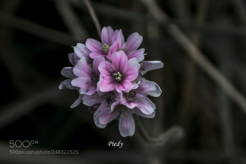 Canon EOS 60D sample photo. Mg photography