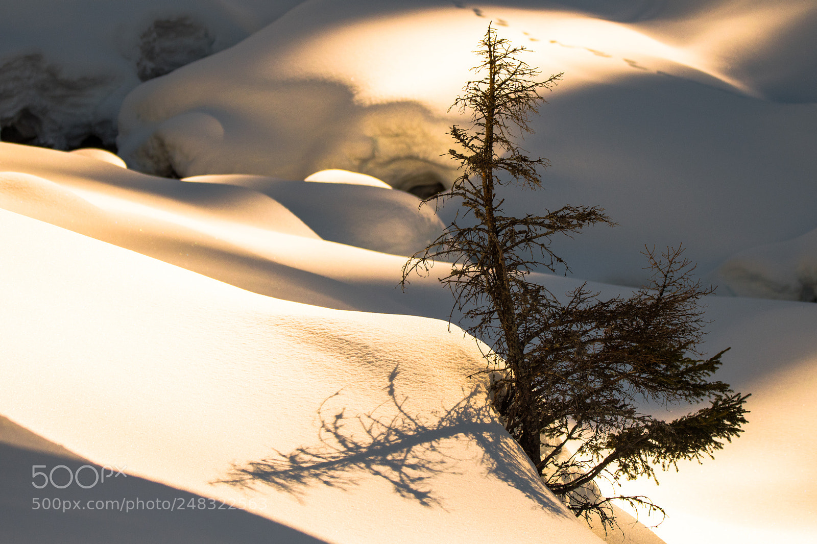 Nikon D500 sample photo. Quiete nella neve photography