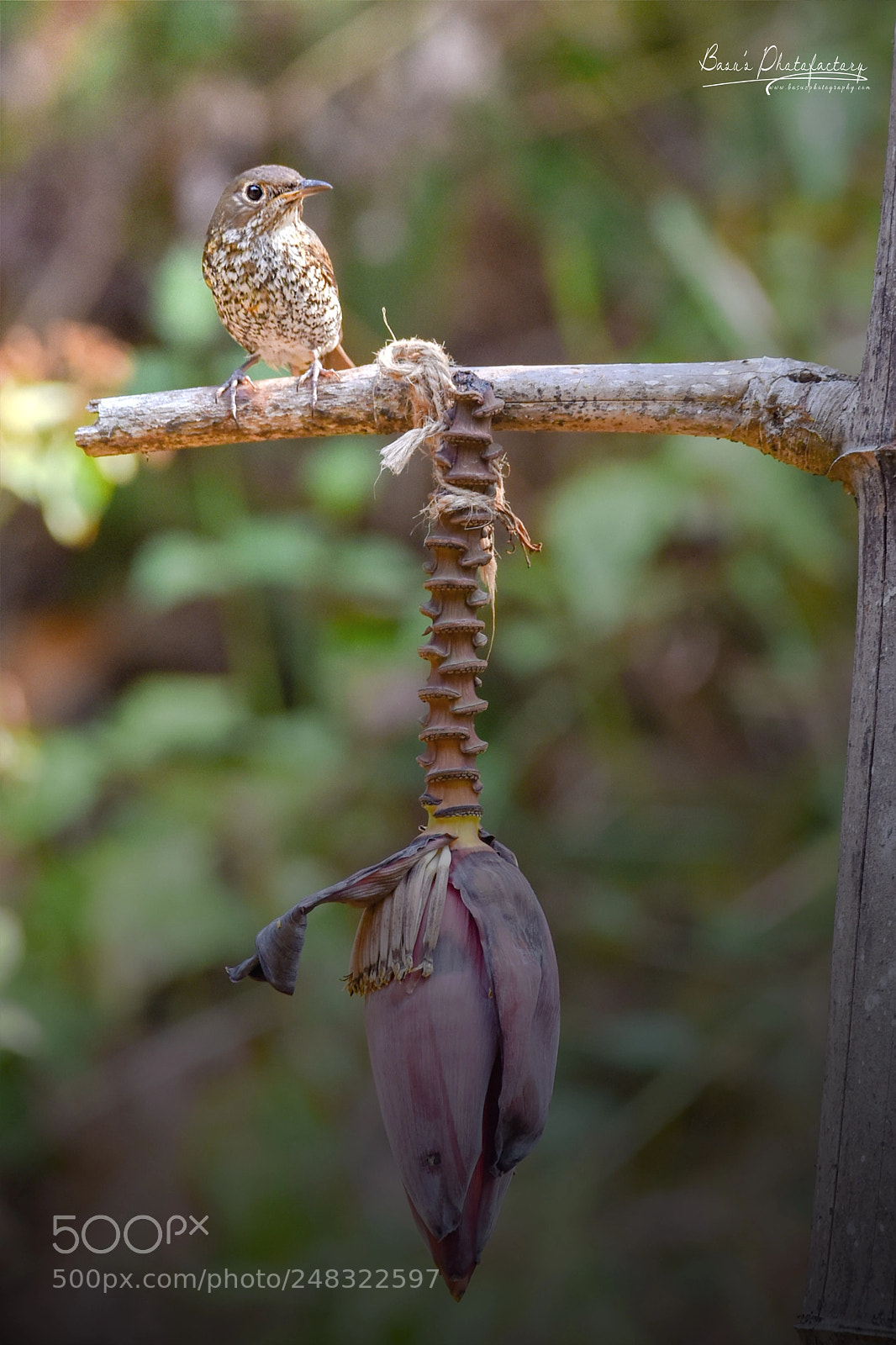 Nikon D810 sample photo. Blue rock thrush female photography