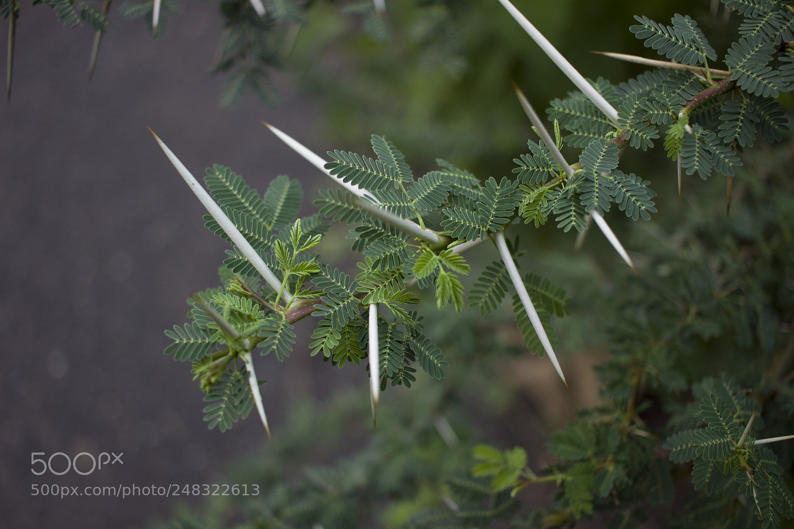 Canon EOS 600D (Rebel EOS T3i / EOS Kiss X5) sample photo. Tiny leaves,large thorns photography
