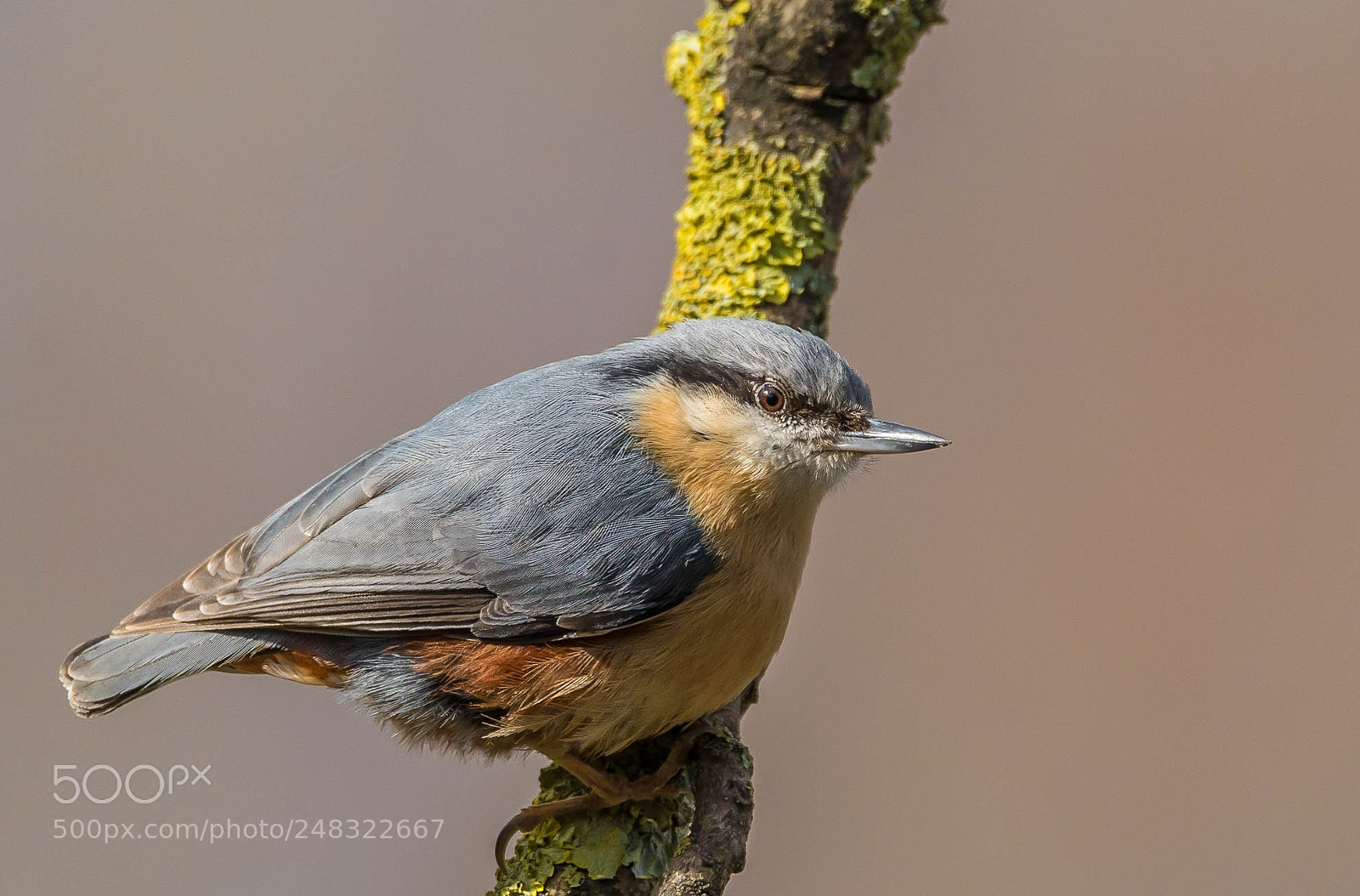 Nikon D7100 sample photo. Mr. nuthatch. photography