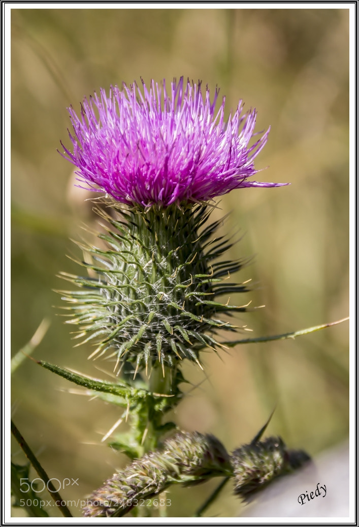 Canon EOS 60D sample photo. Mg photography