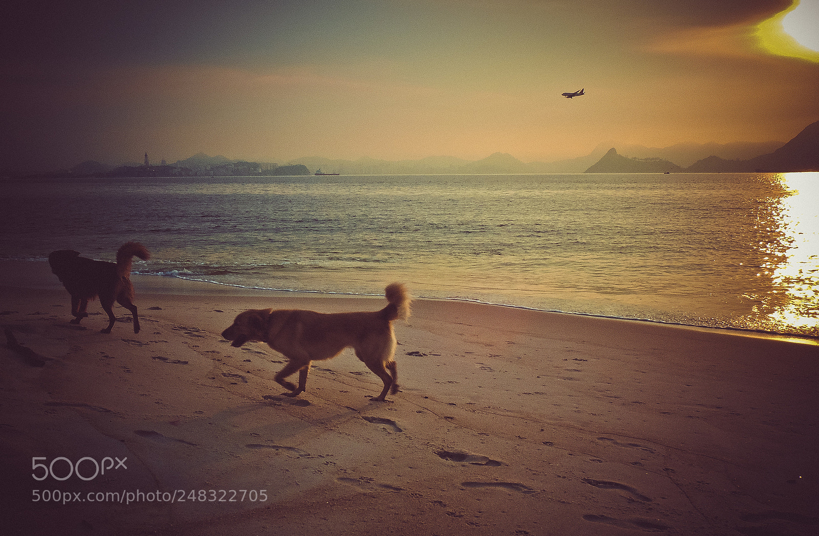Nikon Coolpix P510 sample photo. Dogs at the beach photography