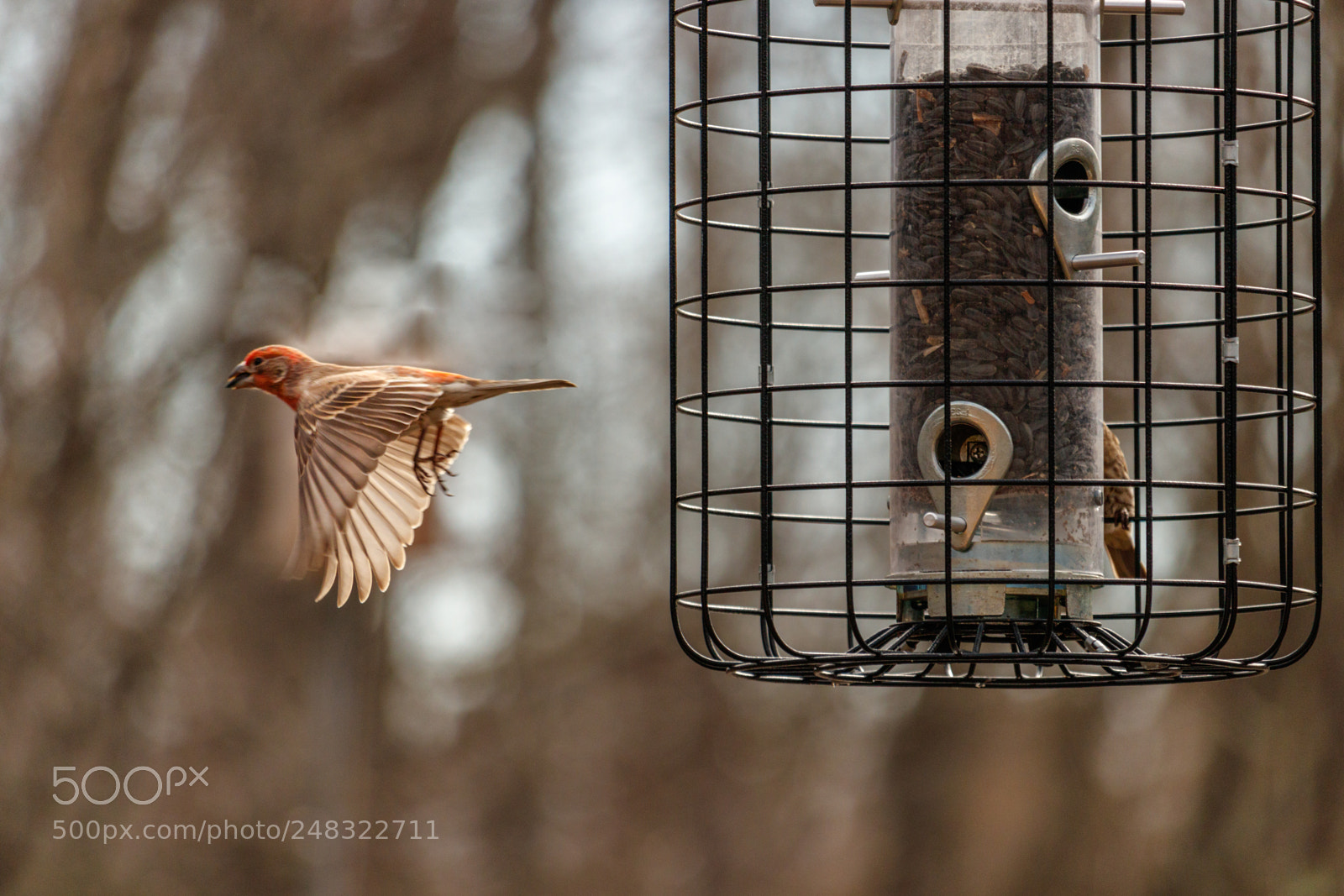 Canon EOS 80D sample photo. House finch photography