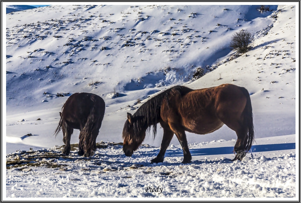 Canon EOS 60D sample photo. Mg photography