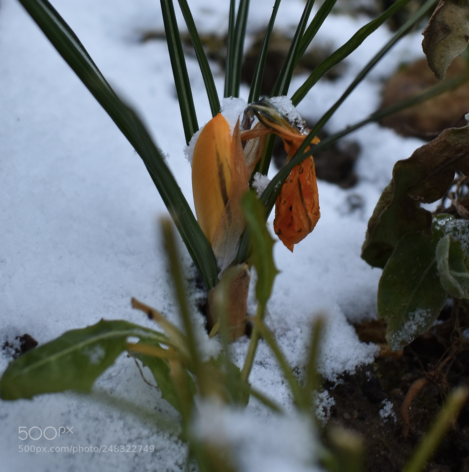 Nikon D3400 sample photo. Little yellow flower in photography