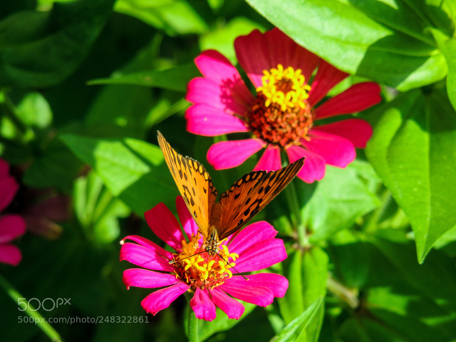 Nikon Coolpix P510 sample photo. Butterfly at flower photography