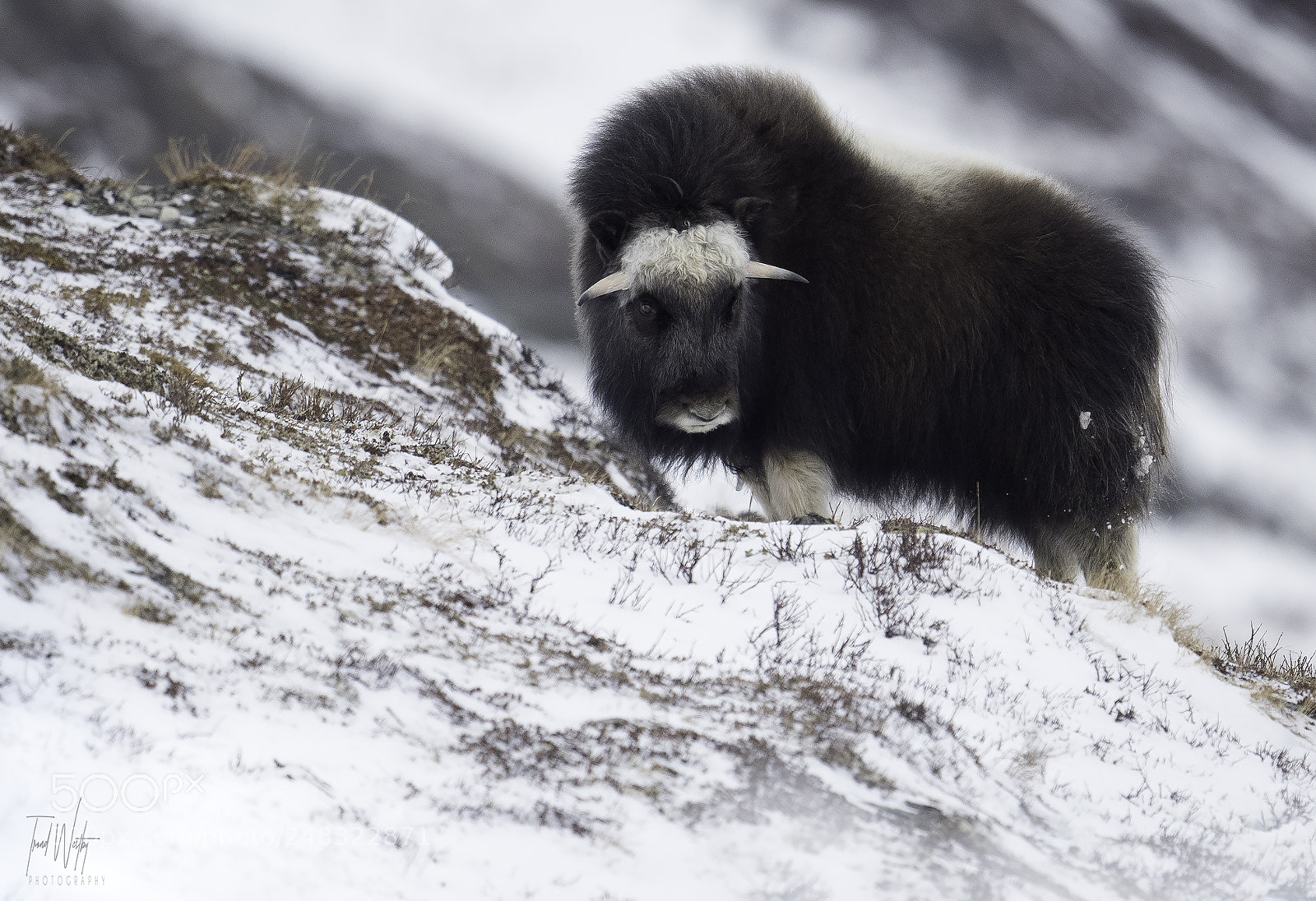 Nikon D500 sample photo. Young muskoxen photography