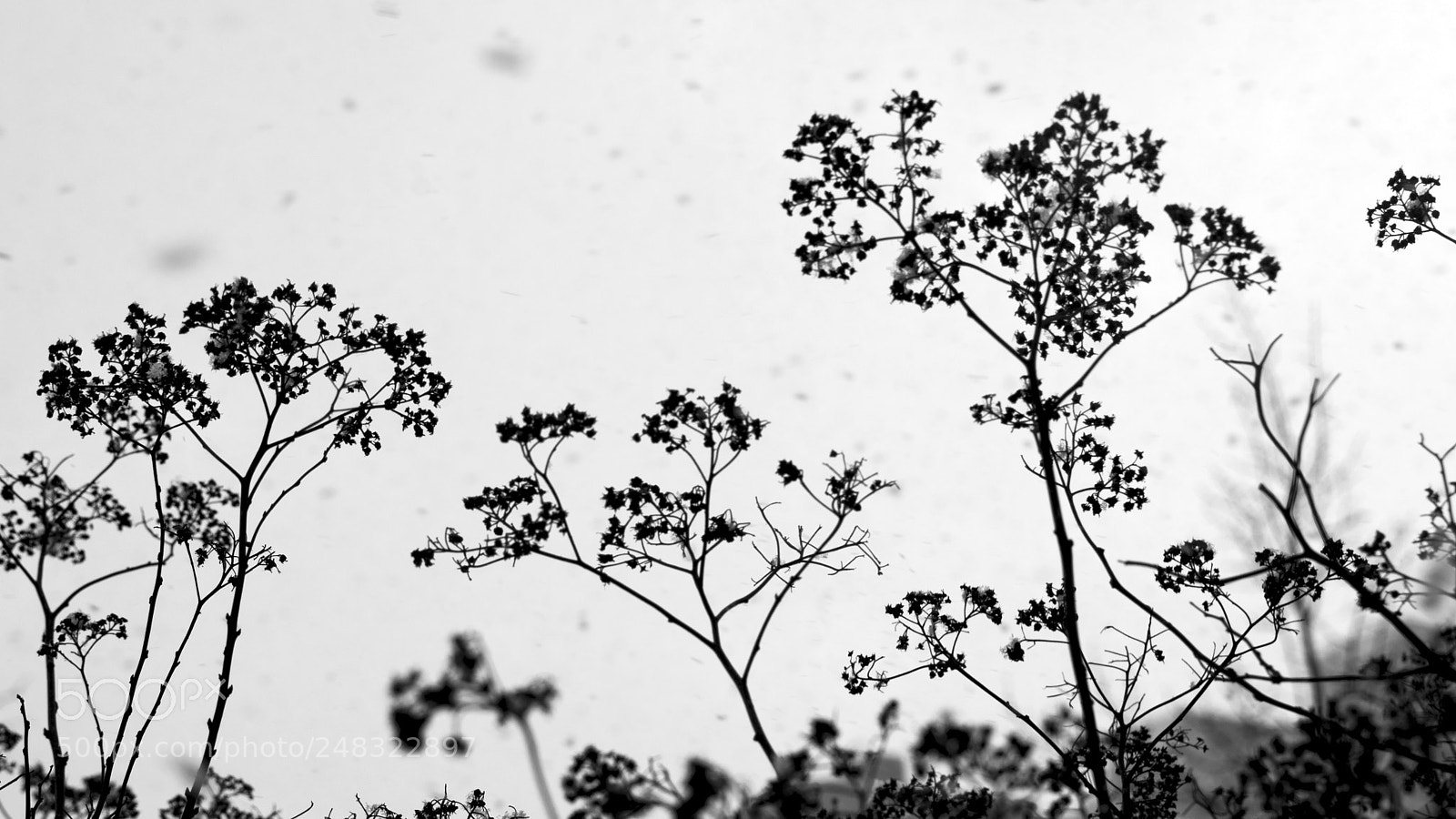 Nikon D5300 sample photo. Photo photography