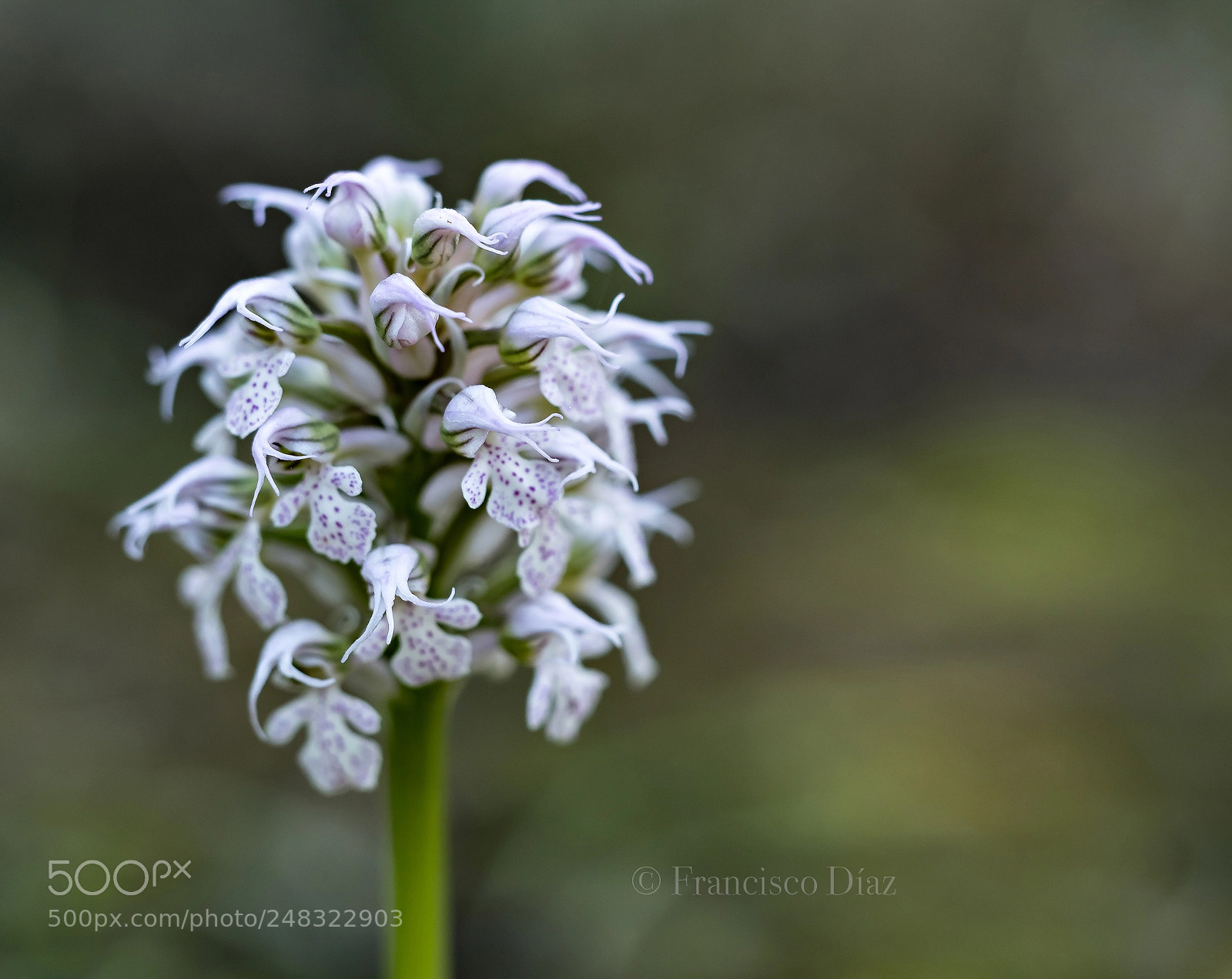 Olympus PEN-F sample photo. Orquídeas silvestres photography
