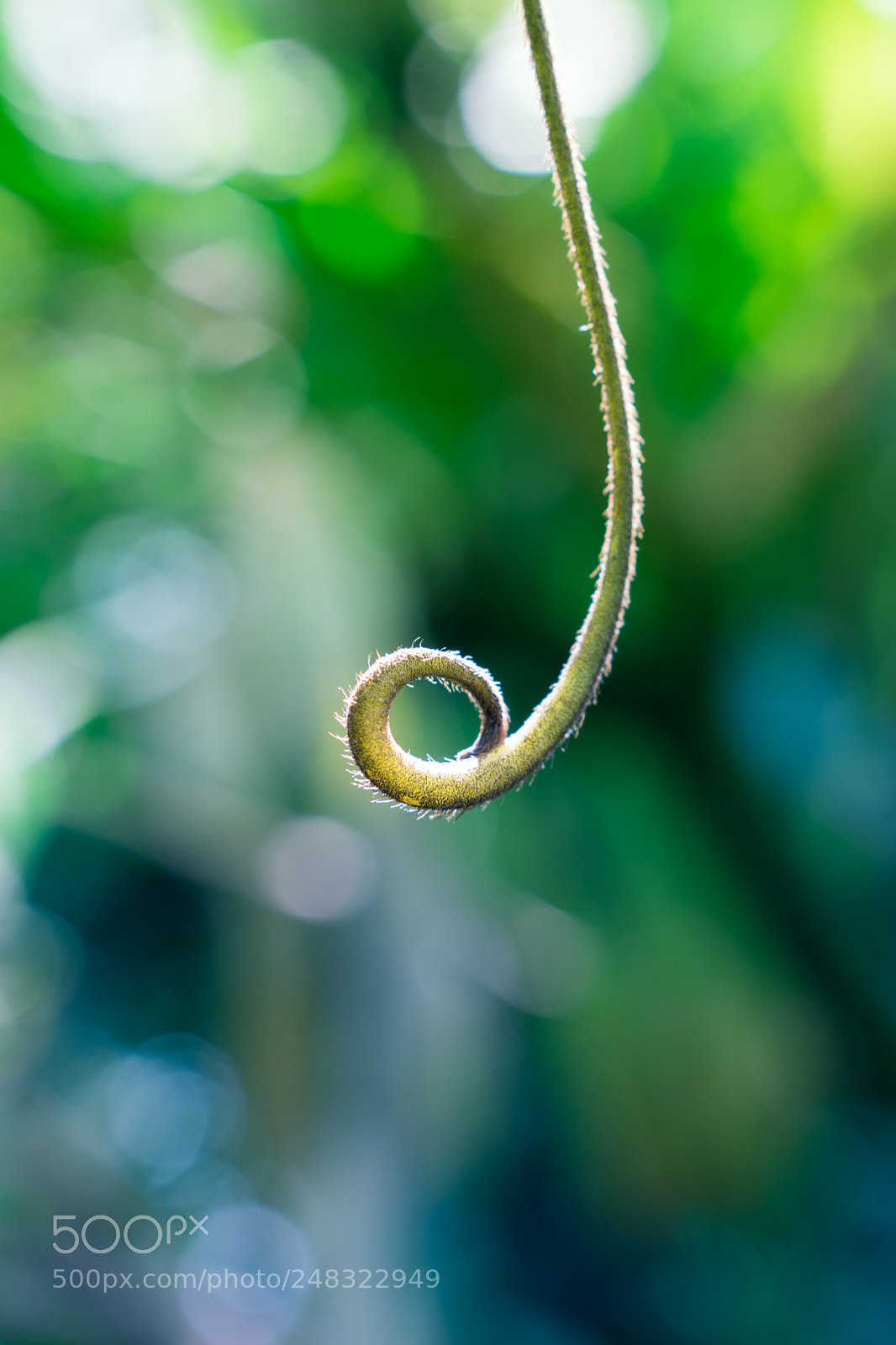 Sony a6300 sample photo. Curly photography