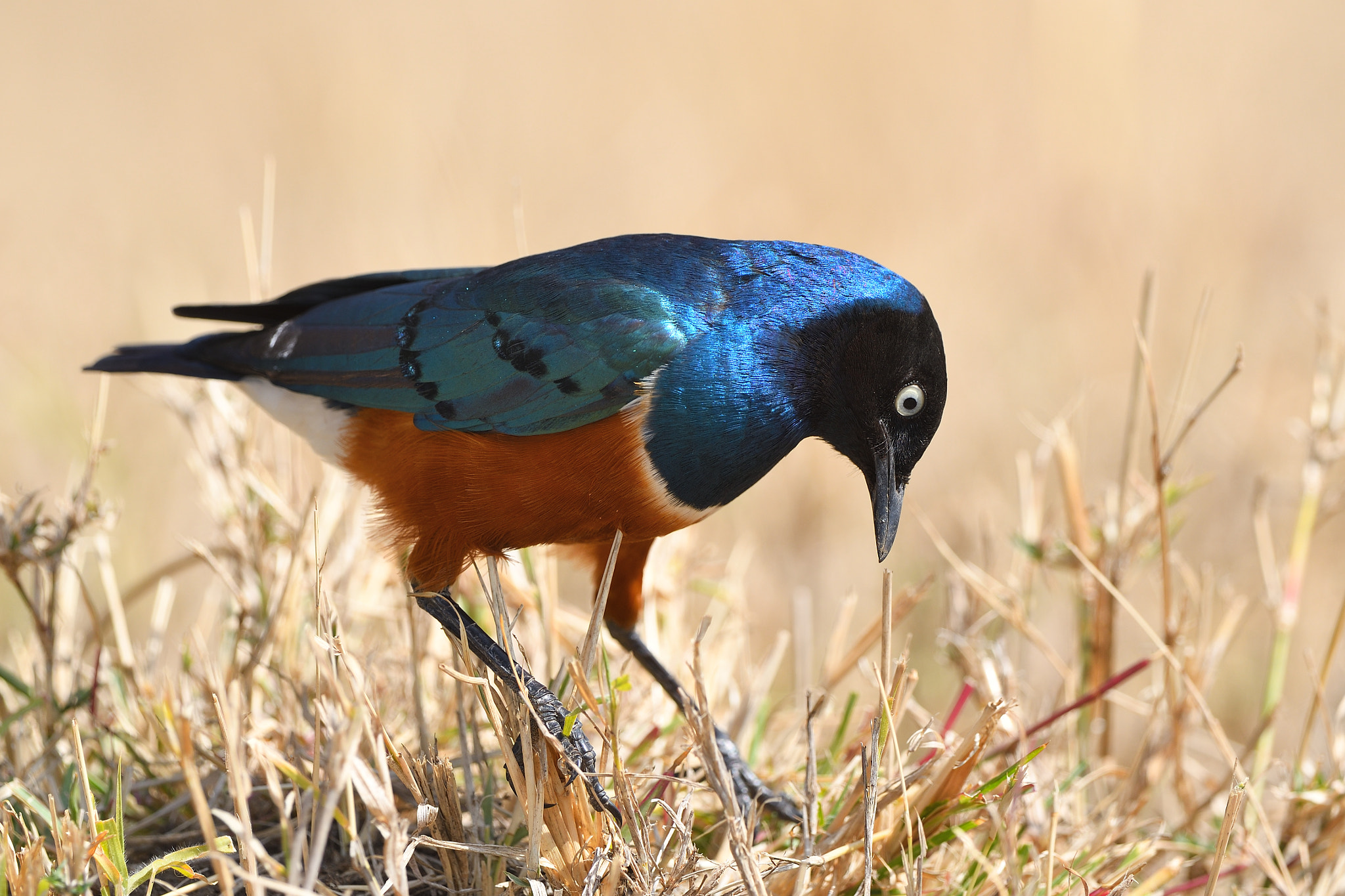 Nikon D500 + Nikon AF-S Nikkor 500mm F4G ED VR sample photo. Superb starling photography