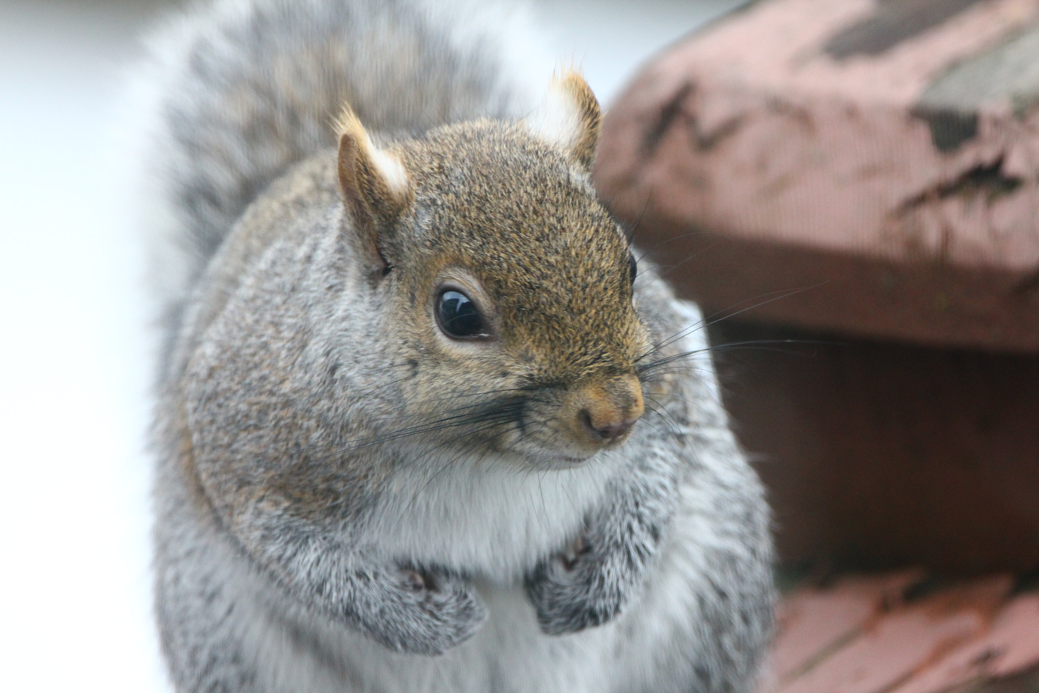 Sigma 150-600mm F5-6.3 DG OS HSM | C sample photo. Squirrel close-up photography