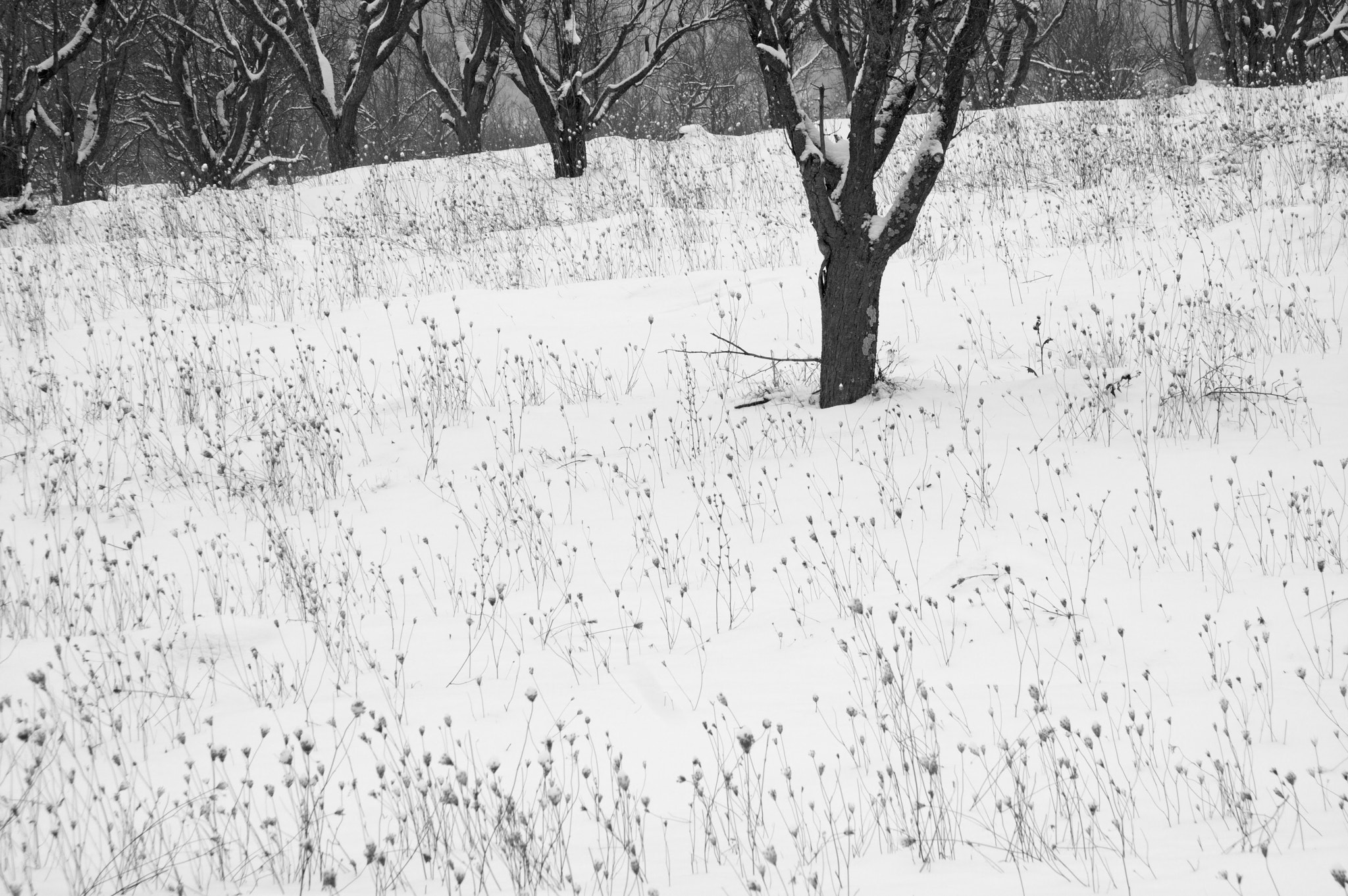 Canon EF-S 17-85mm F4-5.6 IS USM sample photo. Trees photography