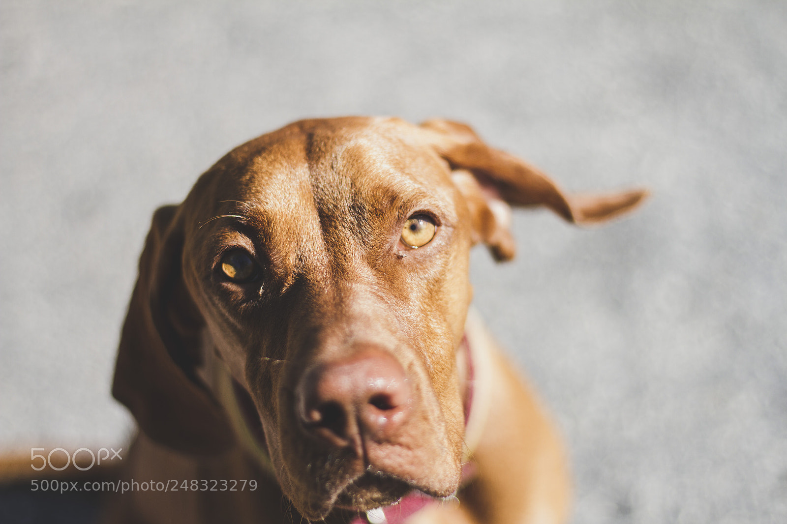 Canon EOS 7D sample photo. Piercing eyes photography