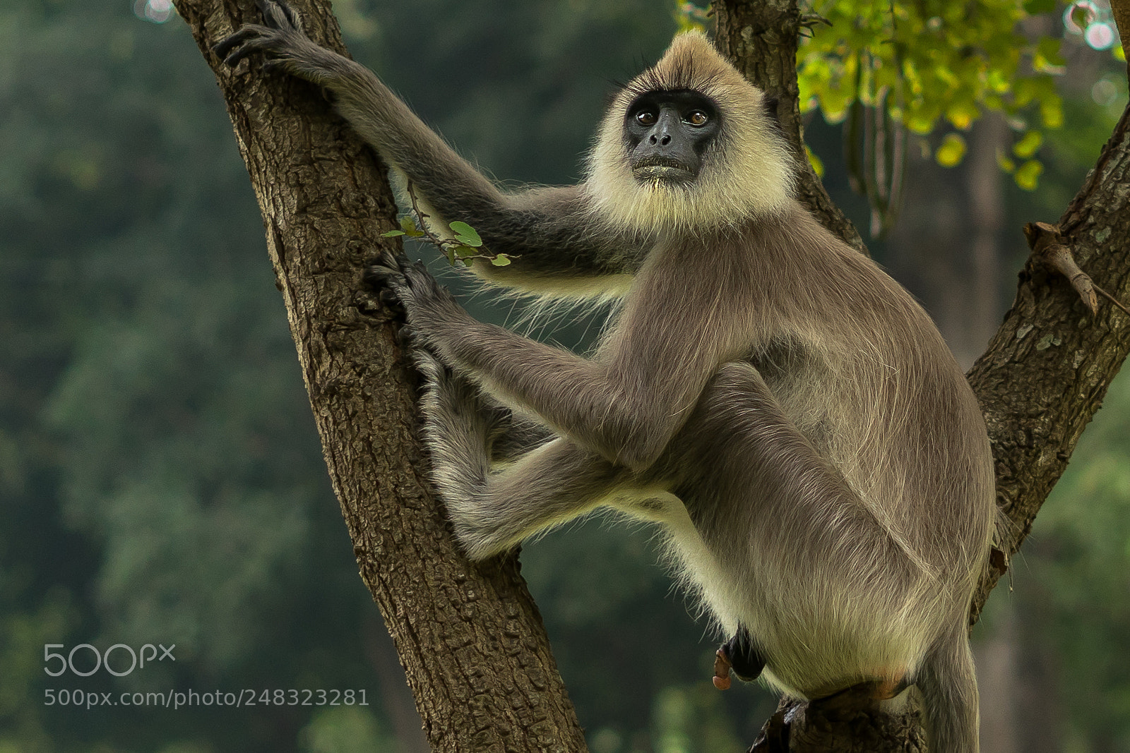 Sony a7 sample photo. Langur monkey photography