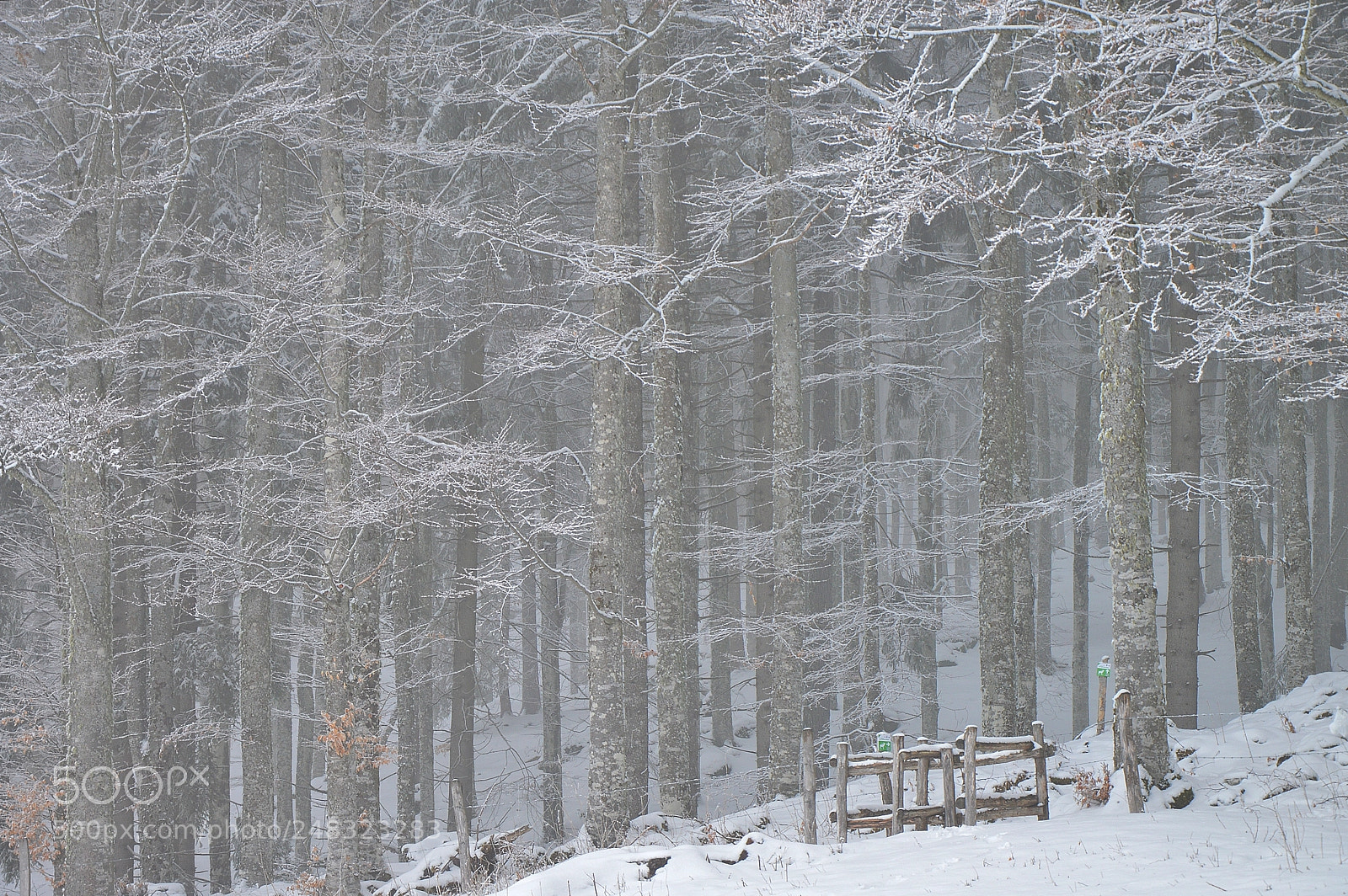 Nikon D3200 sample photo. The entrance photography