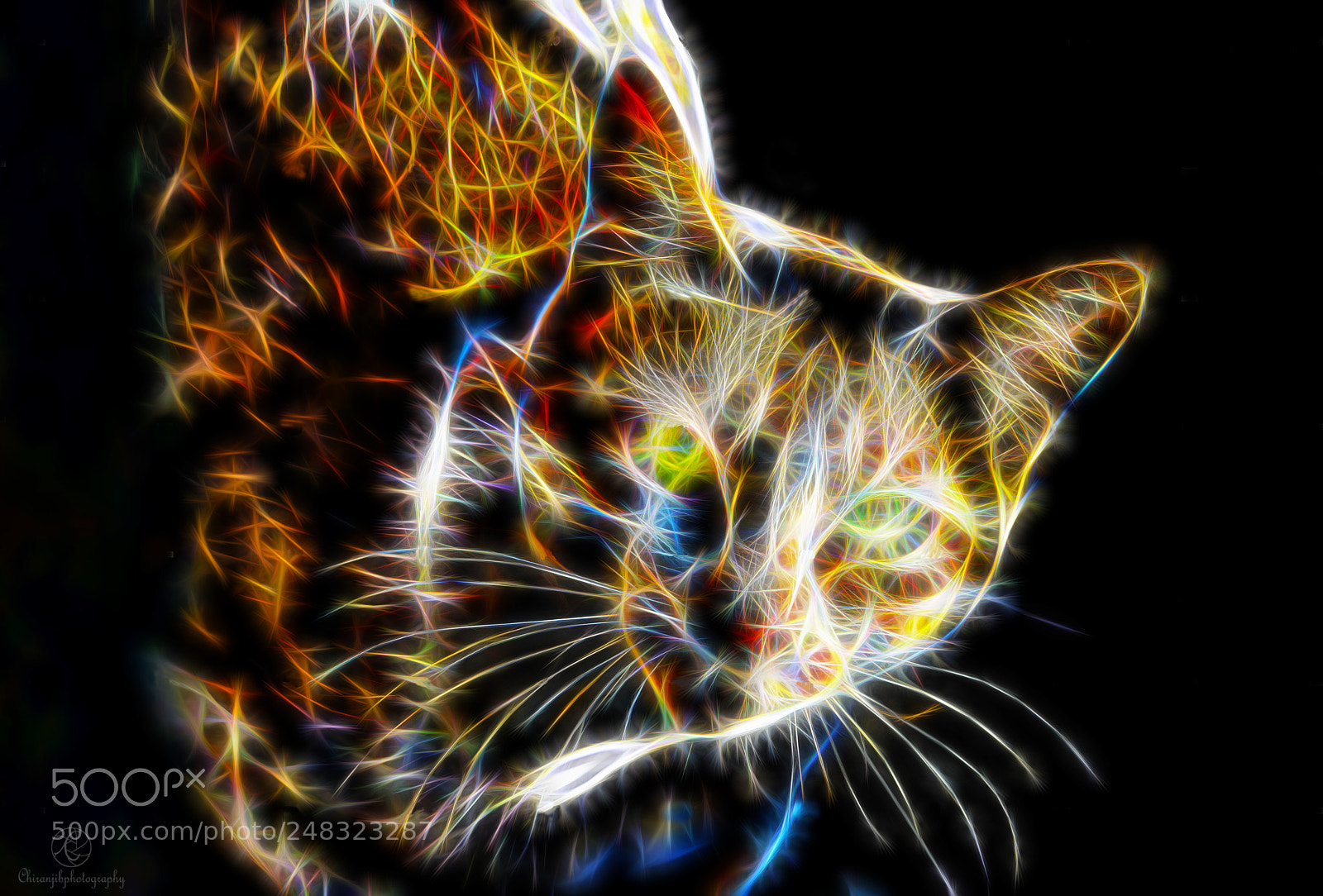 Nikon D5200 sample photo. Abstract cat photography