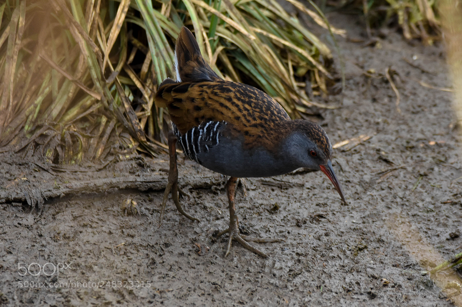 Nikon D7200 sample photo. Water rail photography