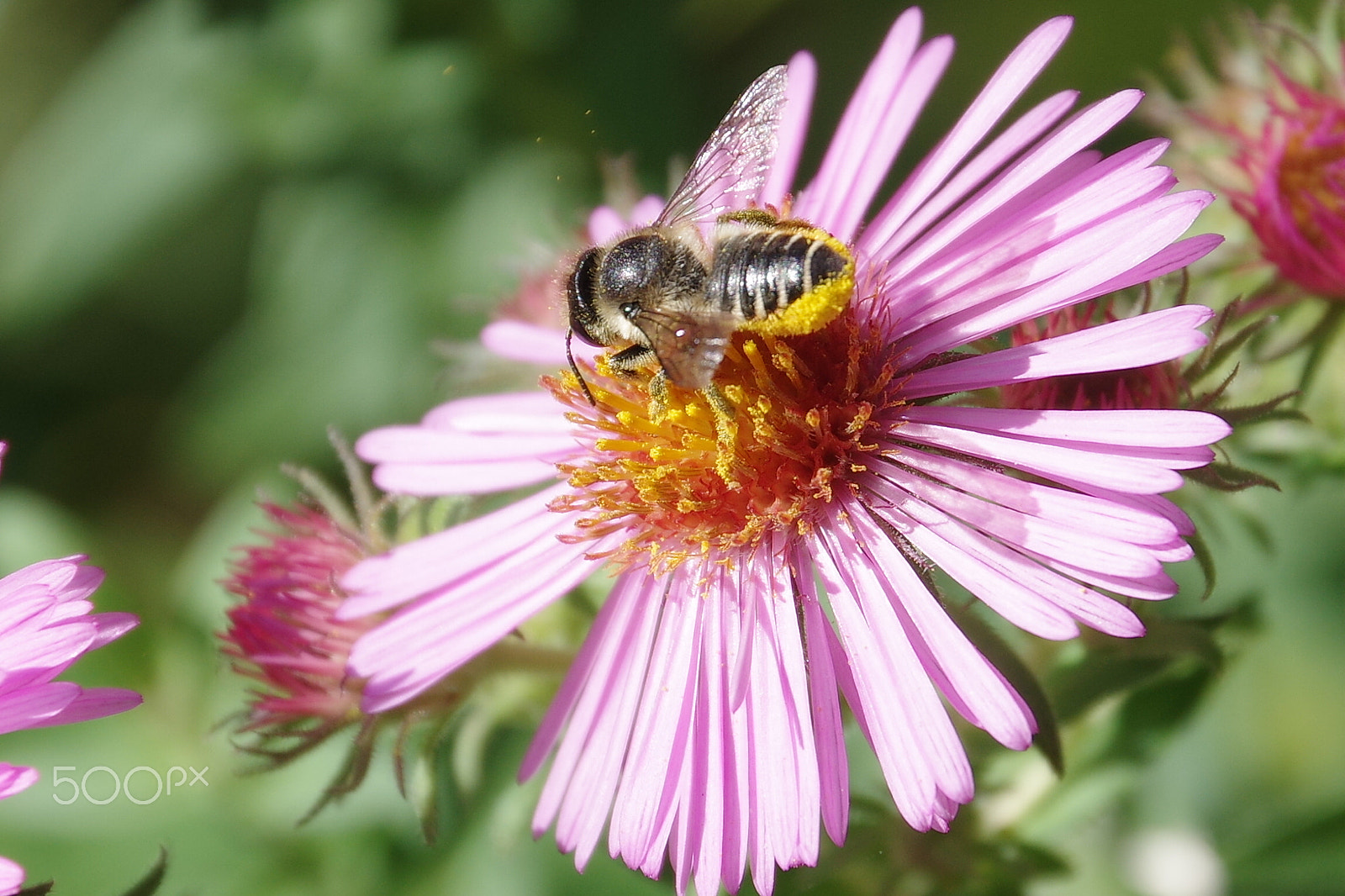 Pentax K-3 II sample photo. Pollen photography