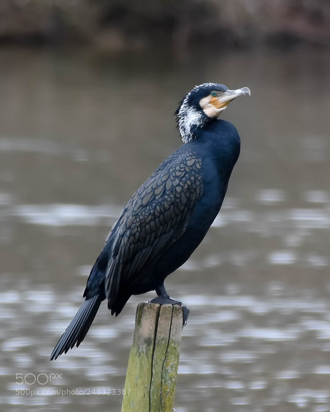 Nikon D7200 sample photo. Cormorant photography
