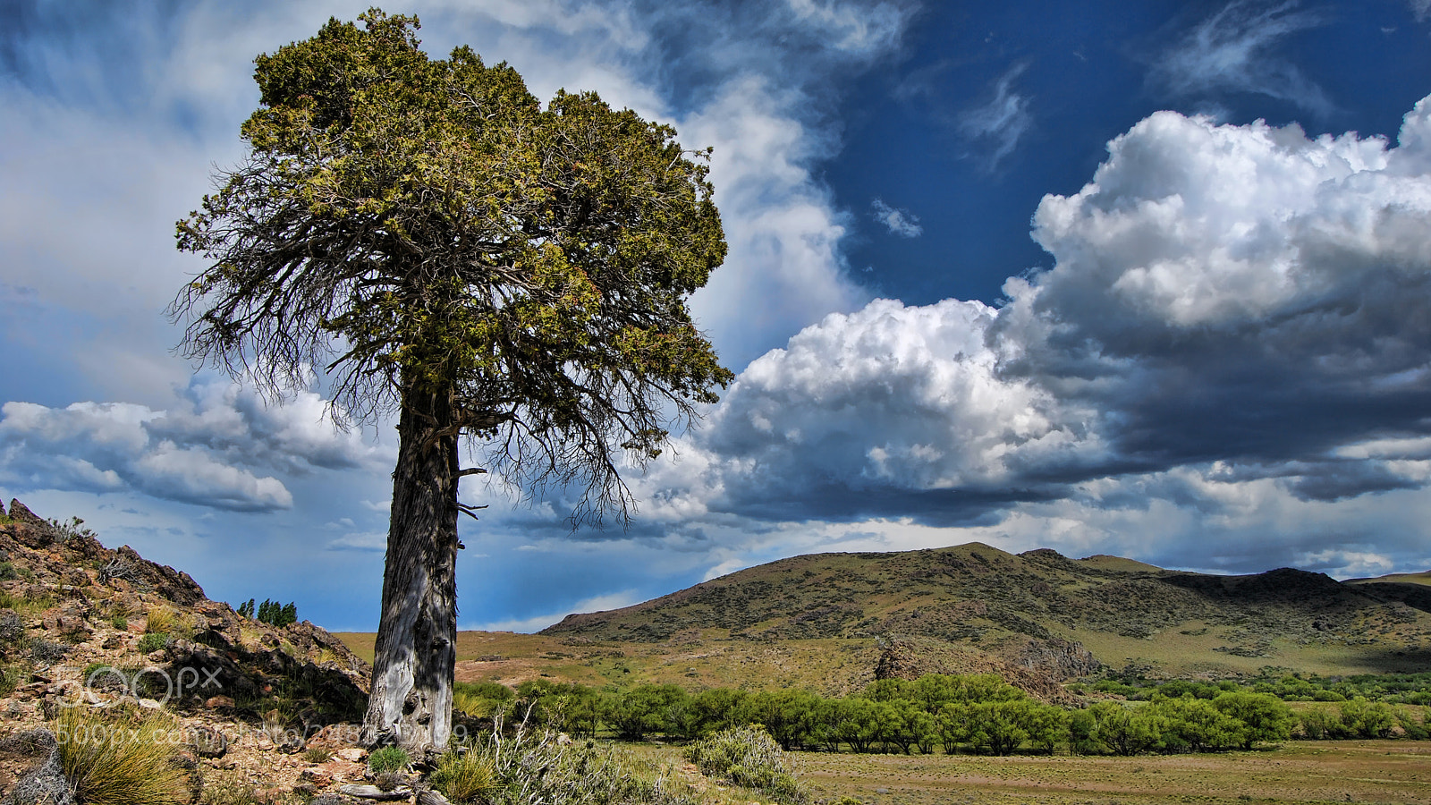 Nikon D60 sample photo. Arbol solo photography