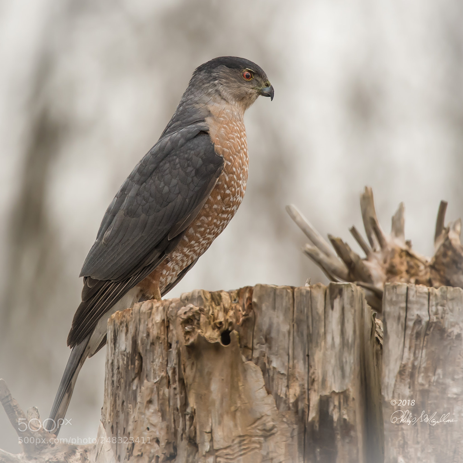 Nikon D500 sample photo. Cooper's hawk adult photography