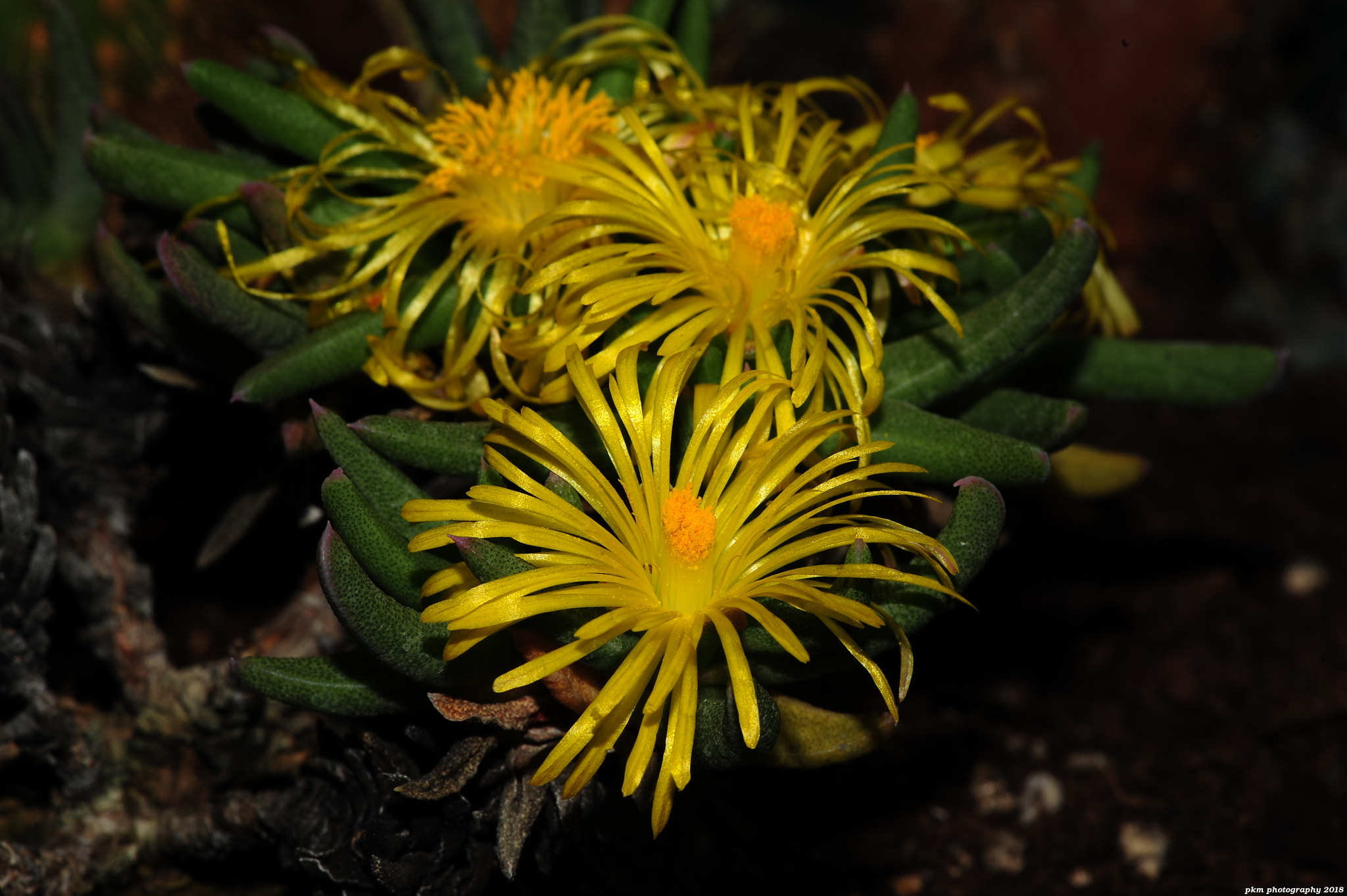 Nikon D700 sample photo. Mesembryanthemum photography