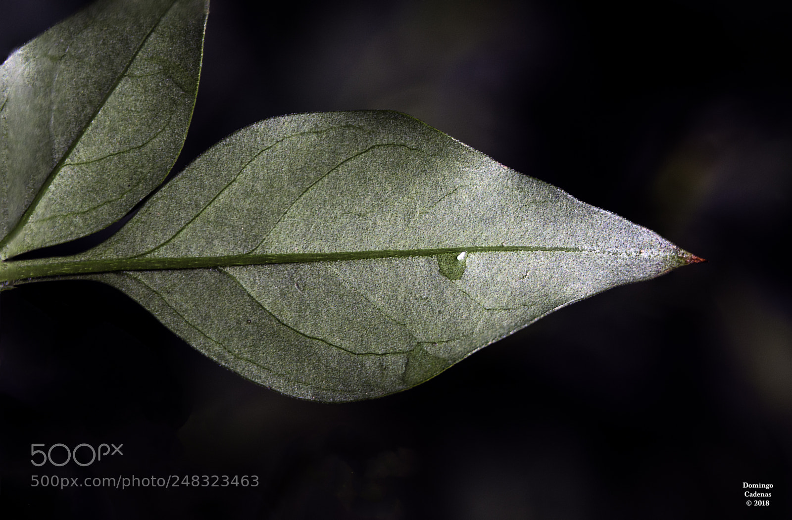 Olympus OM-D E-M10 II sample photo. Hoja - leaf photography