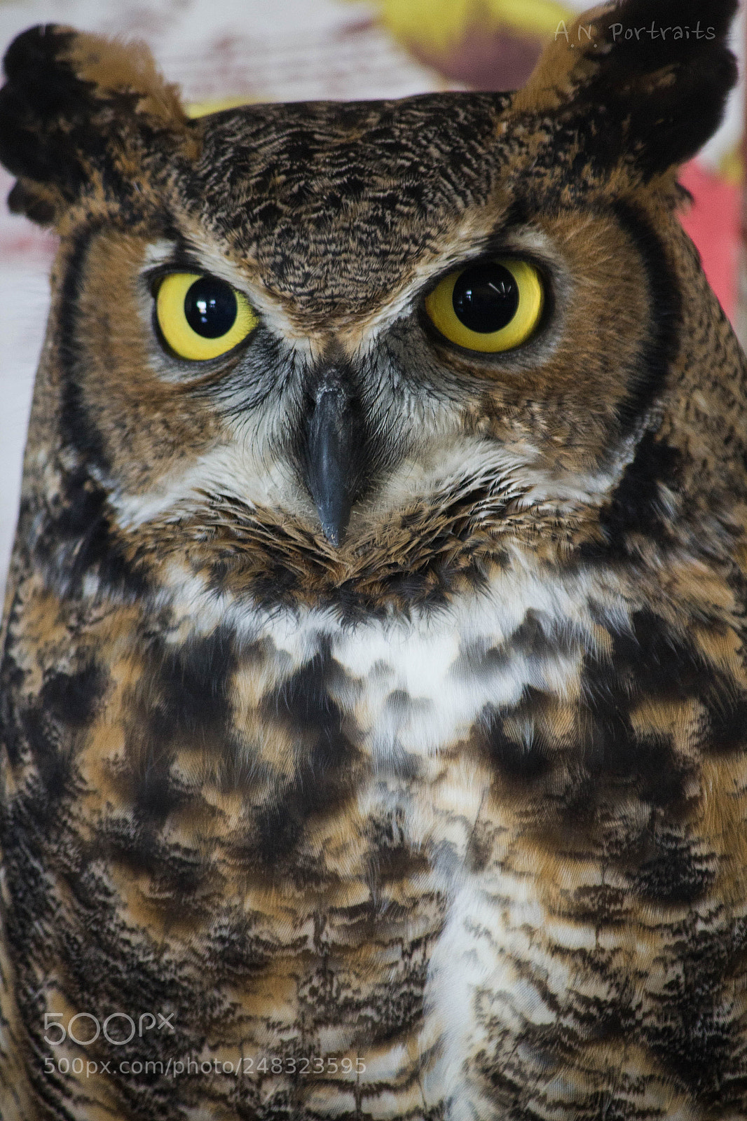 Canon EOS 1200D (EOS Rebel T5 / EOS Kiss X70 / EOS Hi) sample photo. Great horned owl photography
